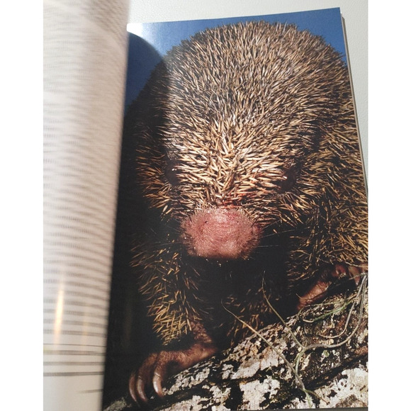 National Geographic Magazine March 2004 Harp Seals Rain Forest Elephant Armenia - Picture 9 of 11